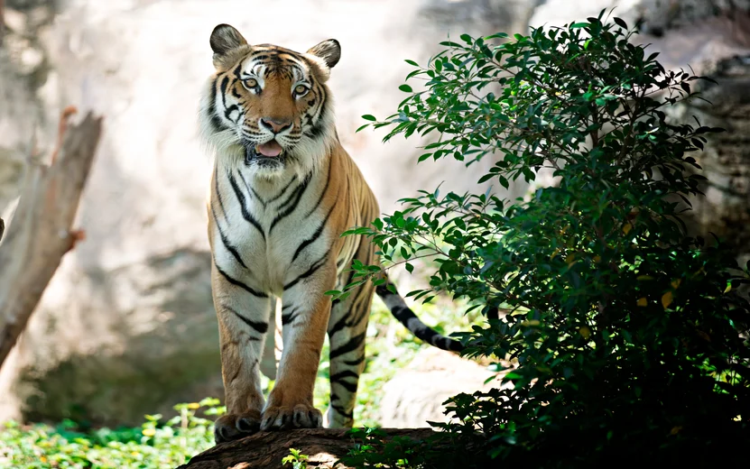 Sumatra